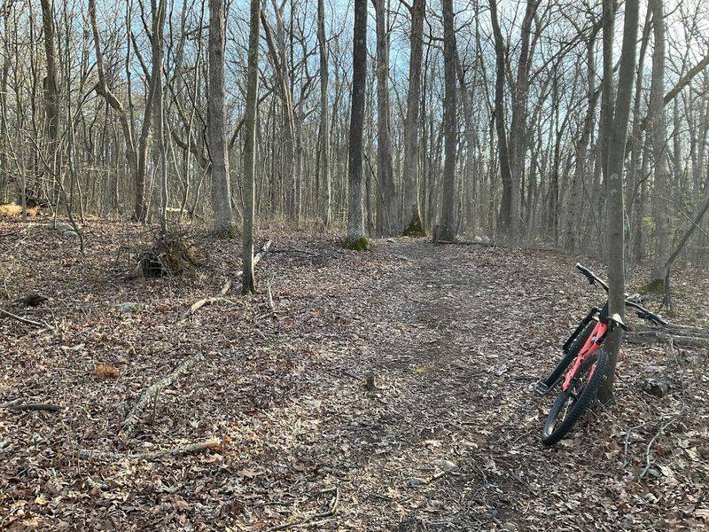 Mountain Biking Through the Forest