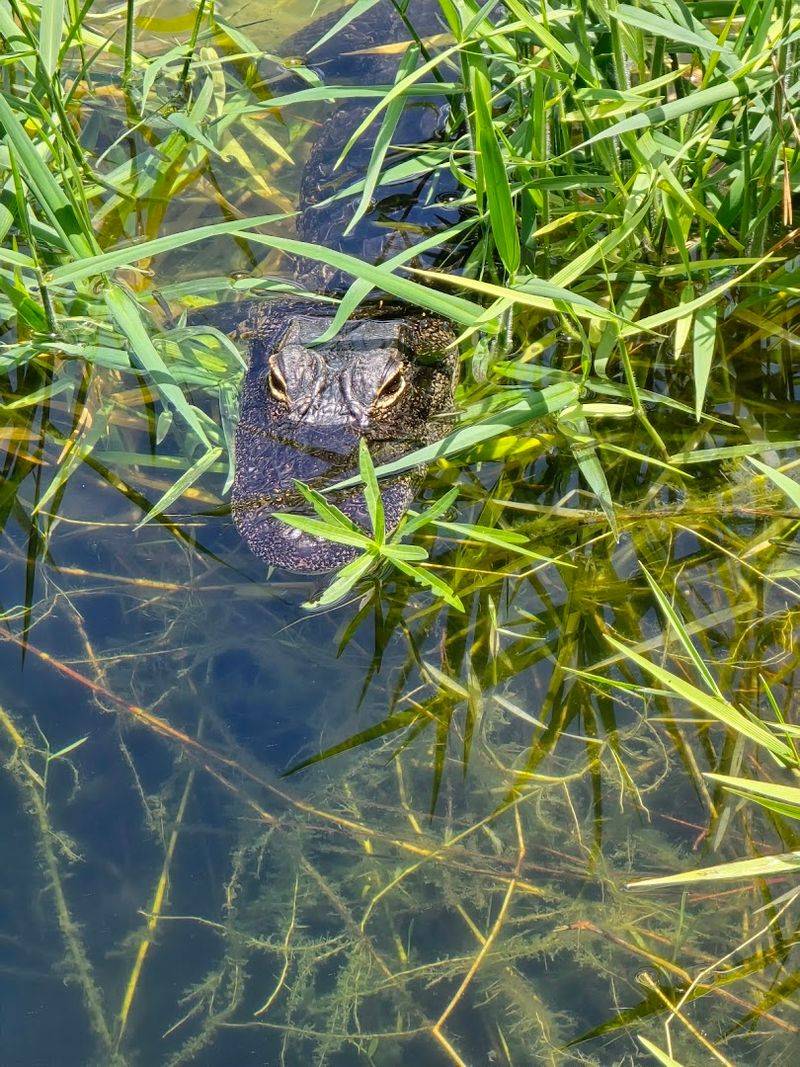 Wildlife Encounters That Make the Walk Unforgettable
