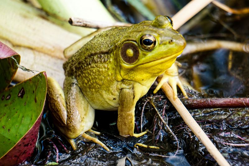 Wildlife and Natural Encounters on the Property