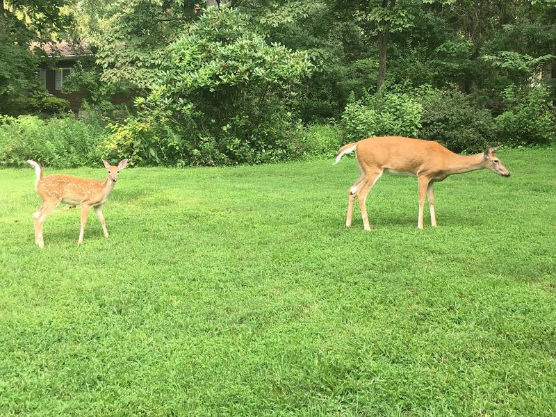 Wildlife You Might Actually Encounter