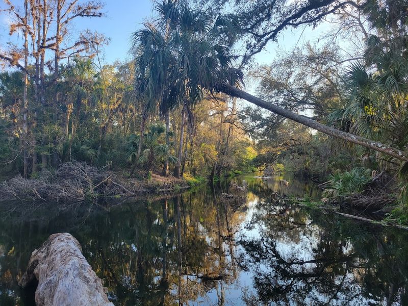 Kayaking and Canoeing on a Wild Florida River