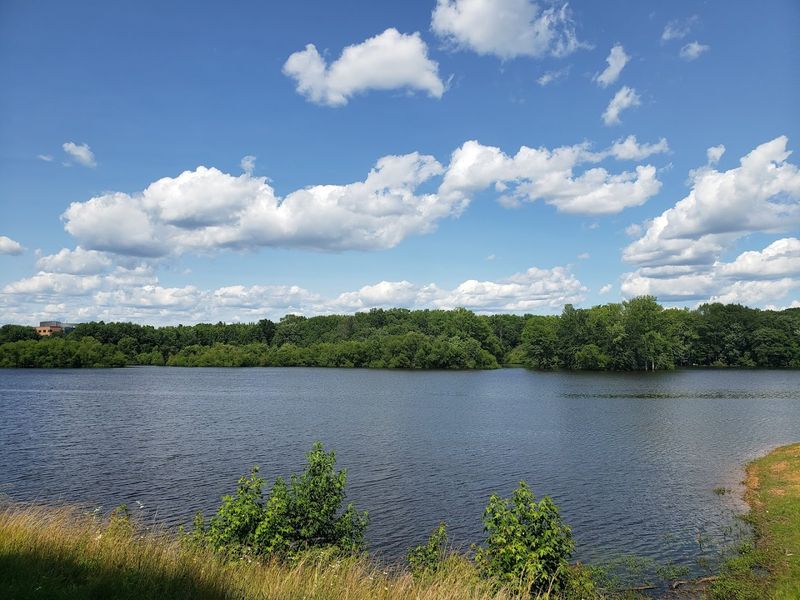 Robert G. Martin Lake and Its Resident Wildlife