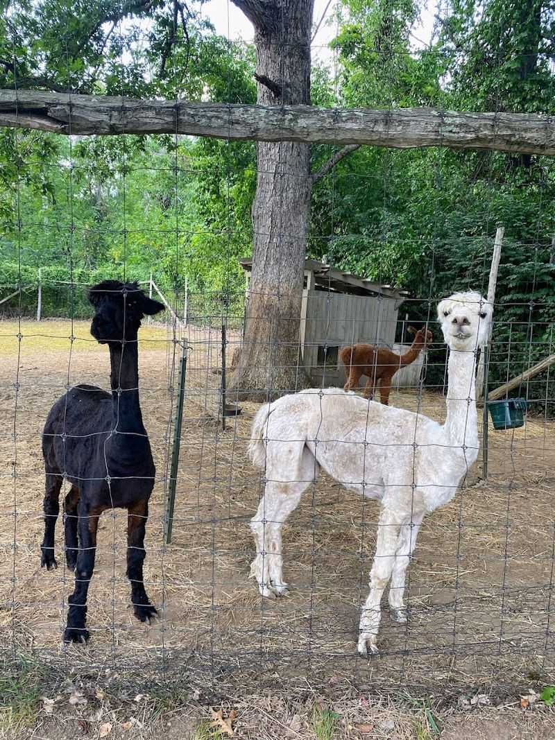 Alpacas, Birds, and a Small Farm on the Grounds