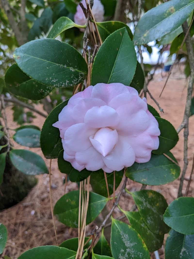 The Themed Gardens: Camellias, Butterflies, and a Children's Hideaway