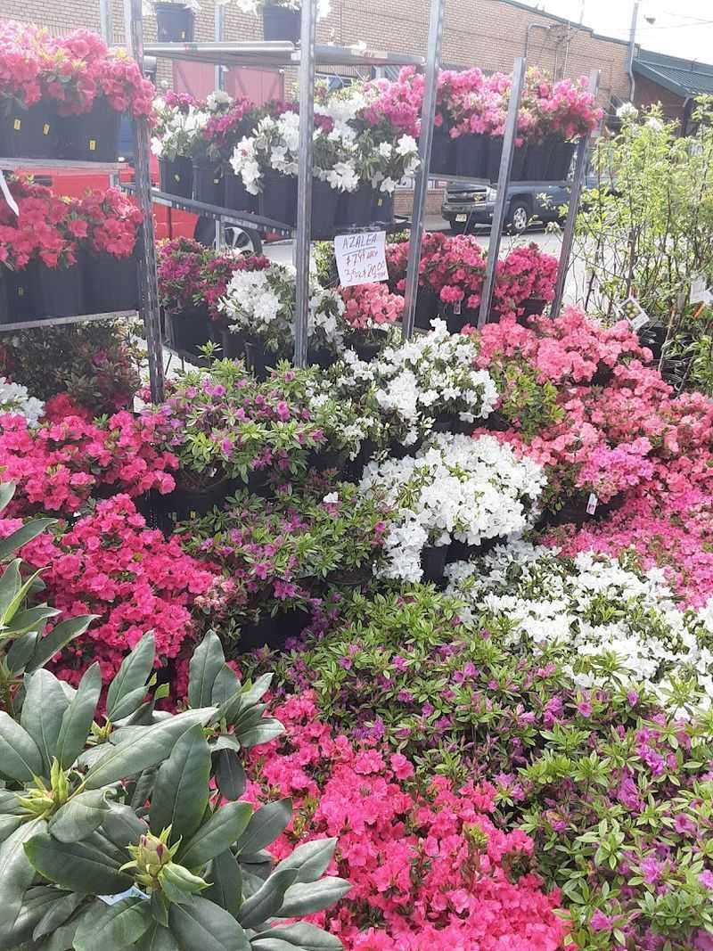 Garden Supplies and Plants