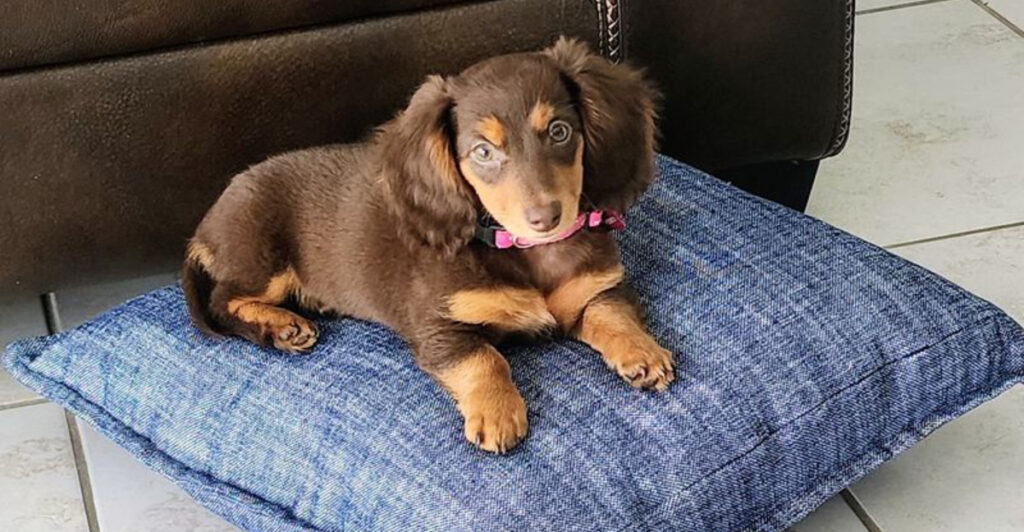 Tucked Away in Miami, This Place Lets You Meet Some of the Cutest Puppies Around