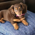 Tucked Away in Miami, This Place Lets You Meet Some of the Cutest Puppies Around