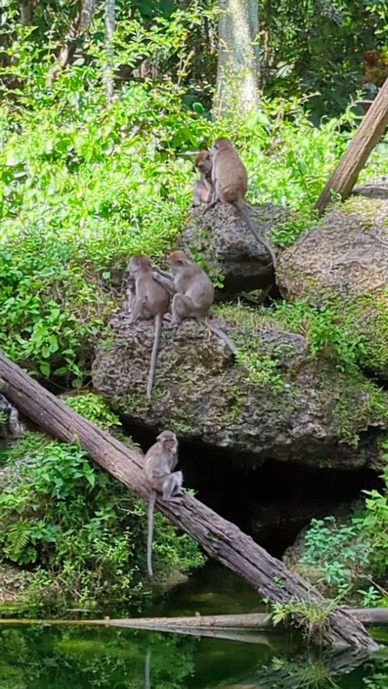 Where the Wild Things Roam Free: The Address and Setting