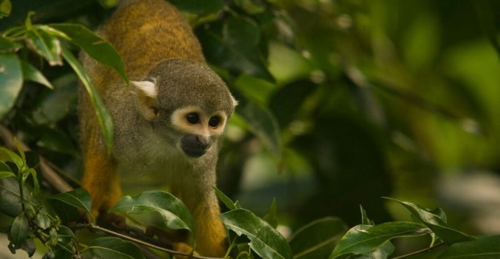Tucked Away in Miami, This Unique Spot Puts You Face-to-Face with Playful Monkeys
