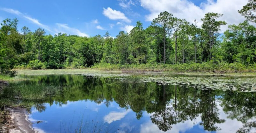 Tucked Away in Oviedo, This Wilderness Area Feels Like Untouched Florida Nature