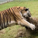 Tucked Away in Wimauma, This Wildlife Sanctuary Is All About Care and Conservation