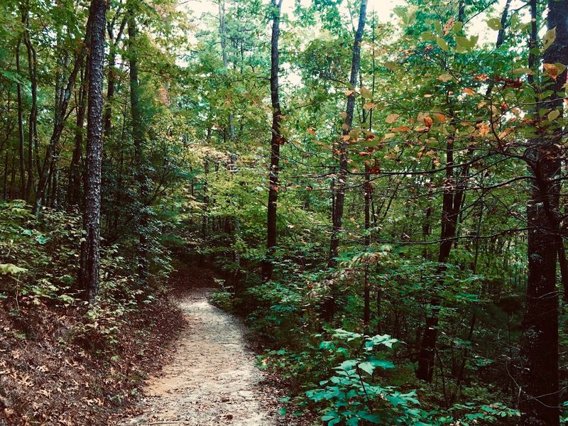 The Campground: Where the Real Magic Happens After Dark