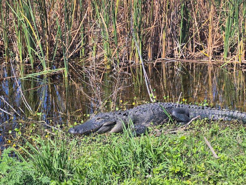 Best Times to Visit for Maximum Wildlife