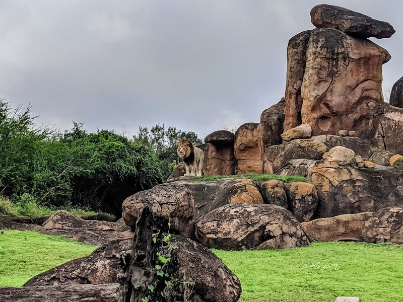 Gorilla Falls and Maharajah Jungle Trek: Walk-Through Wildlife