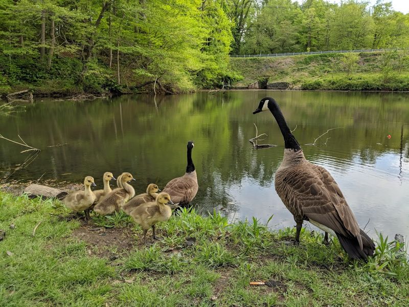 Wildlife That Shows Up Without Warning