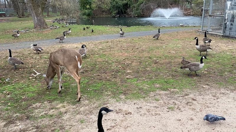 Wildlife That Shows Up Without an Invitation