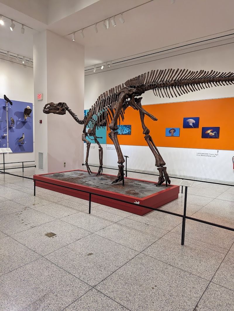 Fossils Up Close: The Natural History Wing