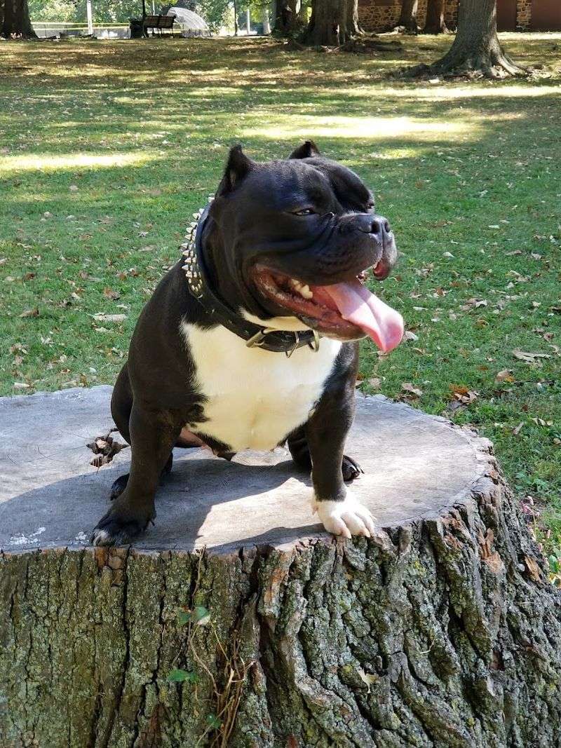 The Dog Park That Surprised Everyone