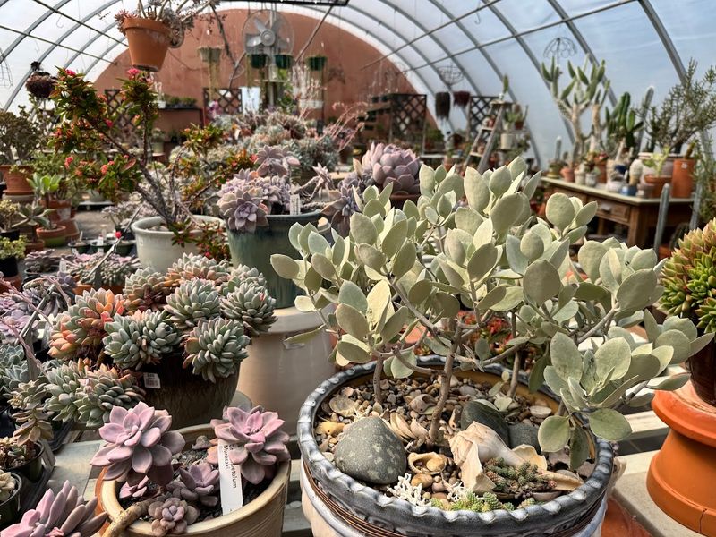 The Succulent Collection That Deserves Its Own Fan Club
