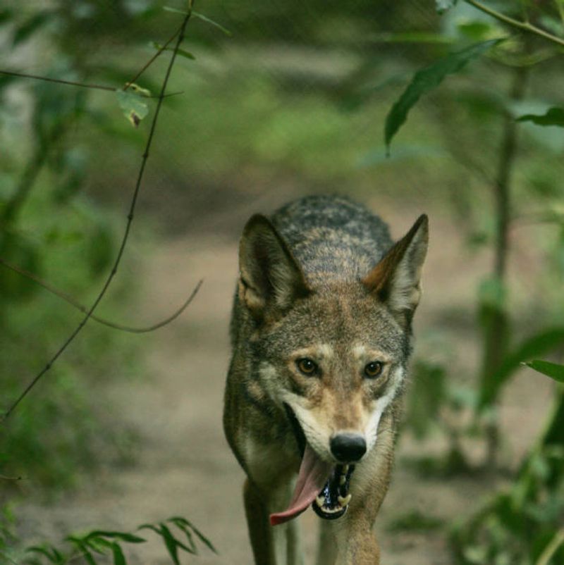 Red Wolf (Canis rufus)