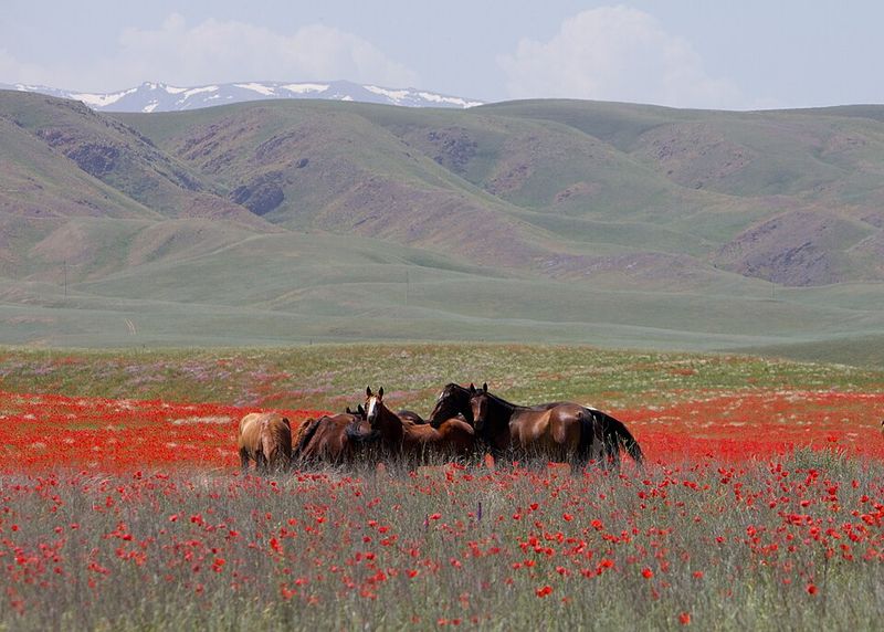 Eurasian Steppe (Central Asia)