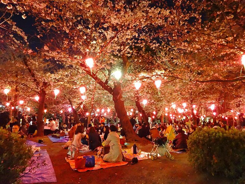 Hanami – Japan