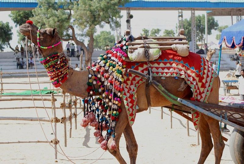Pushkar Camel Fair (India)