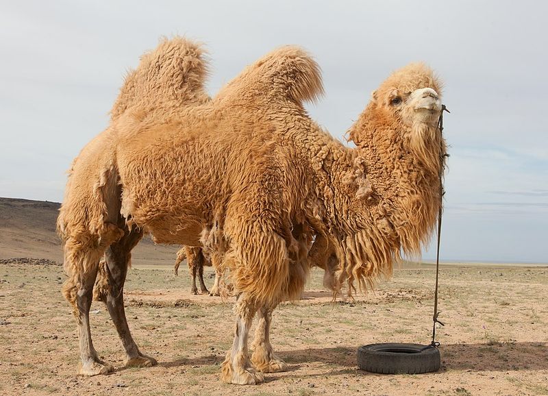 Camels Do Not Store Water in Their Humps