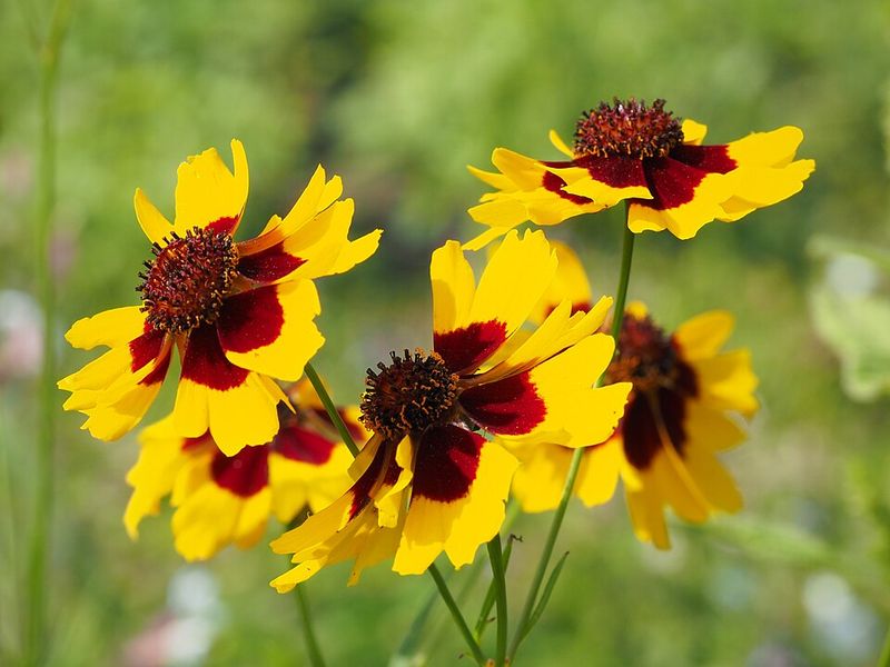 Coreopsis – Florida's state wildflower; easy and resilient