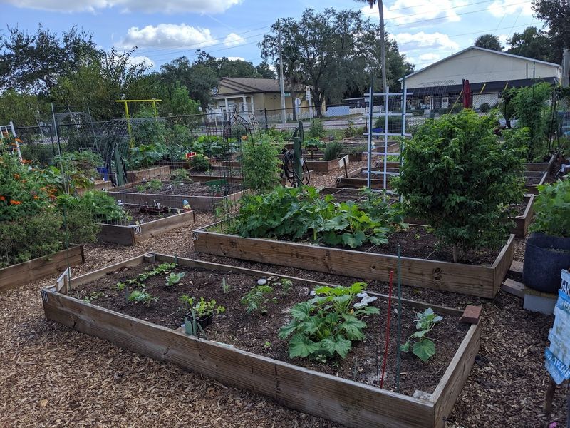 The Community Garden That Grows More Than Vegetables