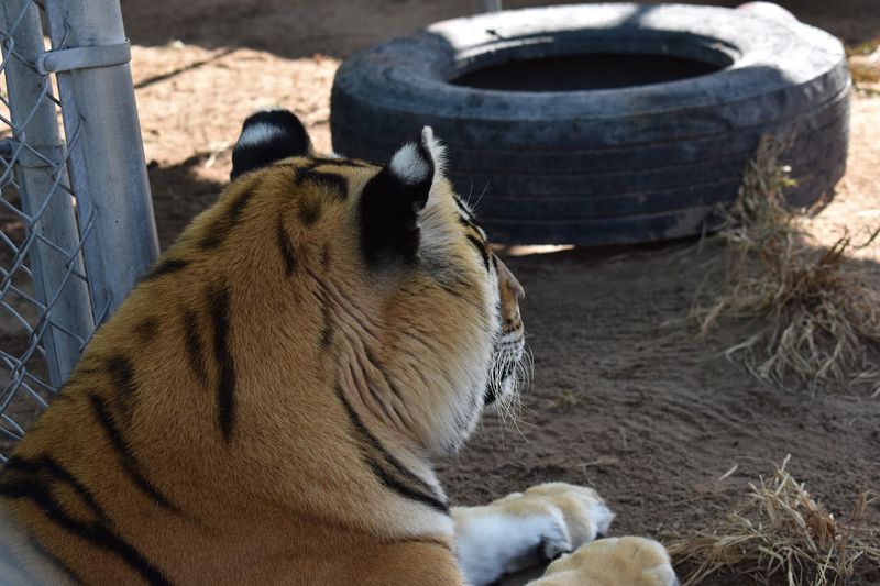 A Sanctuary Rooted in Community