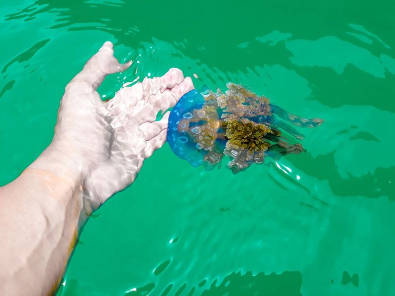 Explore a Jellyfish Sanctuary (Sohoton Cove)