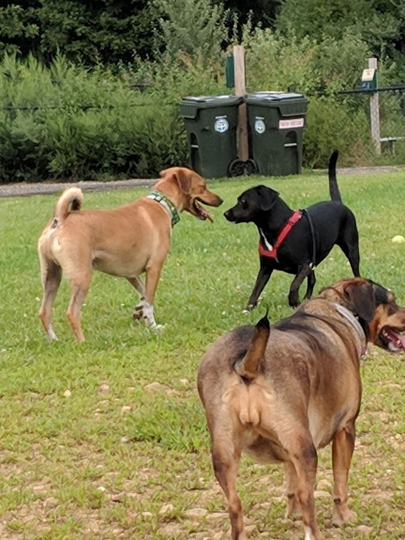 The Dog Park That Draws a Devoted Crowd