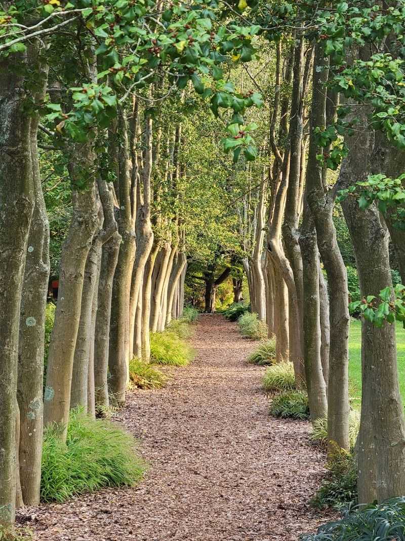 The Arboretum and Labeled Tree Collection