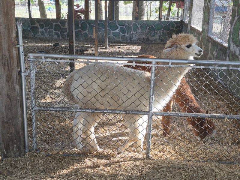 Boyett's Grove and Citrus Attraction