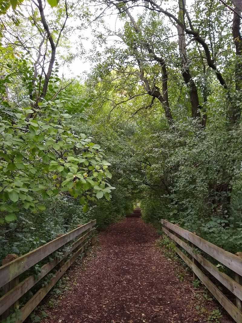 The Oxbow Trail and Why the Wood Chips Matter