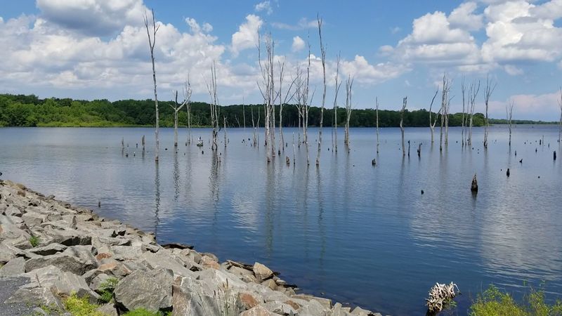 The Graveyard of Trees: A Unique Natural Feature