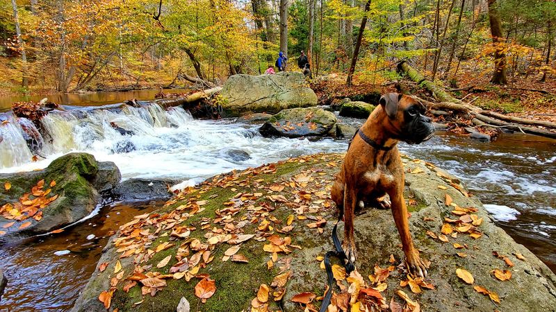 Bringing Your Dog to the Park