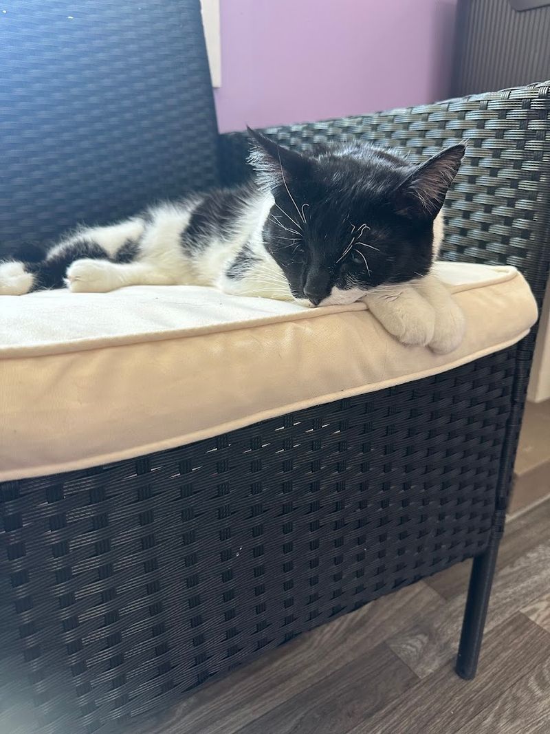 Notable Cats You Might Meet During Your Visit