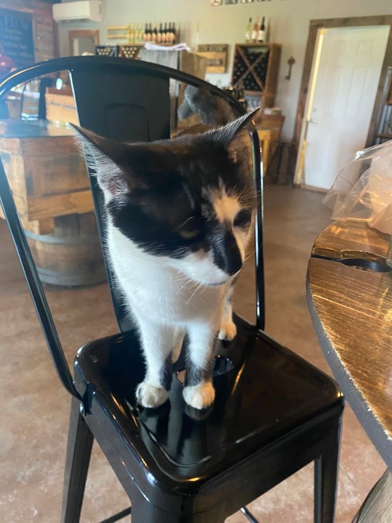 Pet-Friendly and Family-Welcoming in Equal Measure