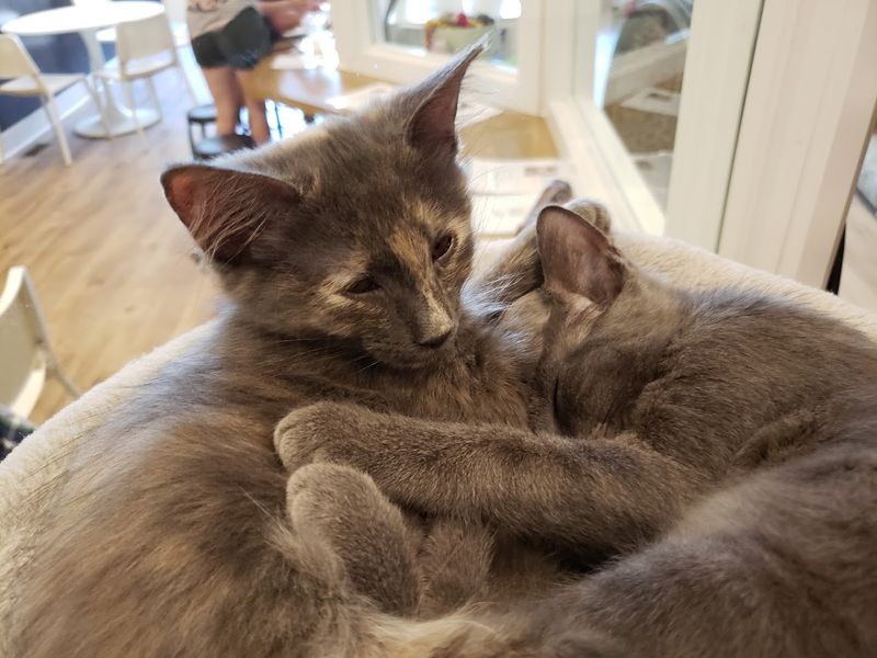 The FIV Conversation Worth Having