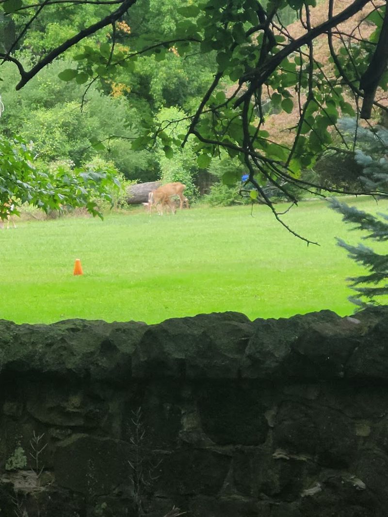 Wildlife You Might Actually Encounter