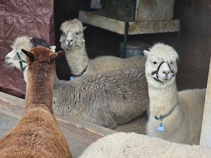 Meeting the Alpacas for the First Time