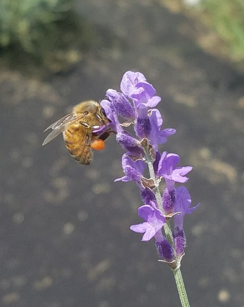 The Scent Experience Nobody Talks About Enough