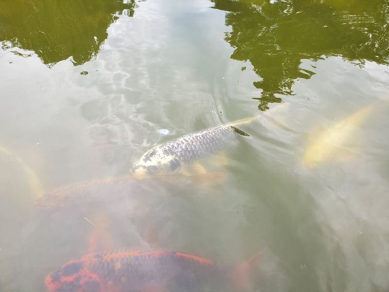 The Koi Fish That Make the Pond Come Alive