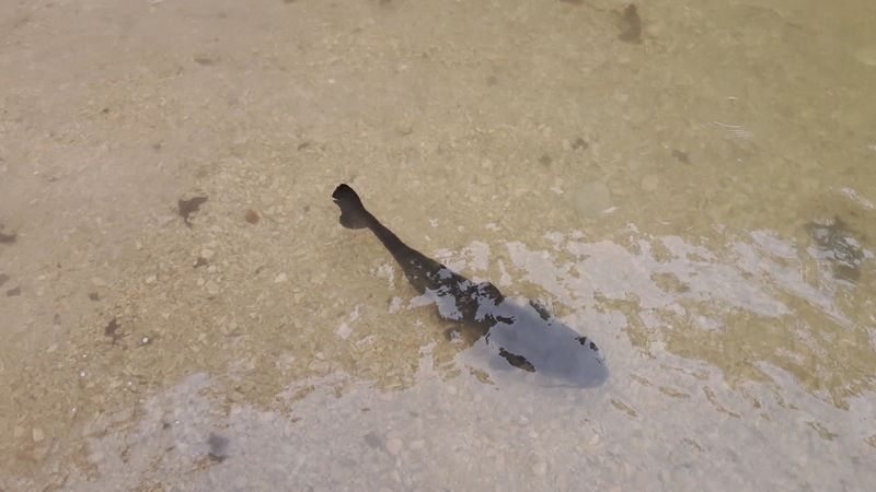 Wildlife and Nature You Might Encounter