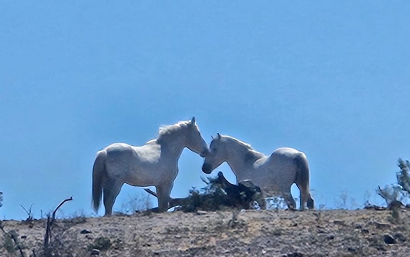 How to Find the Horses Without Getting Lost