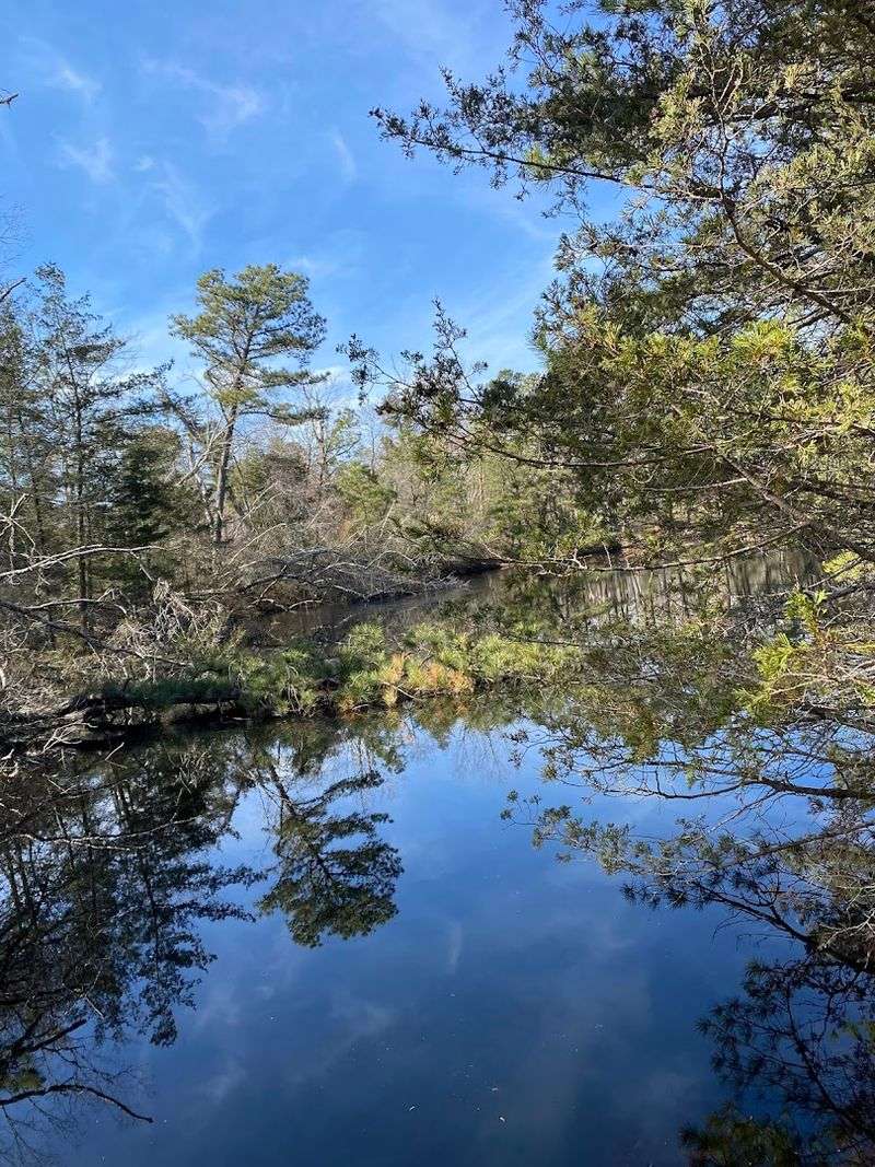The Pine Barrens Setting That Makes This Place Unique