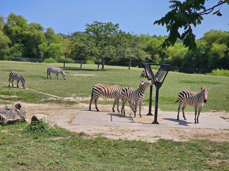 Pairing a Zoo Visit With a Treetop Adventure