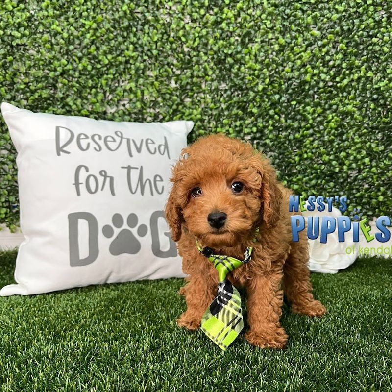 The Breeds You Might Fall For